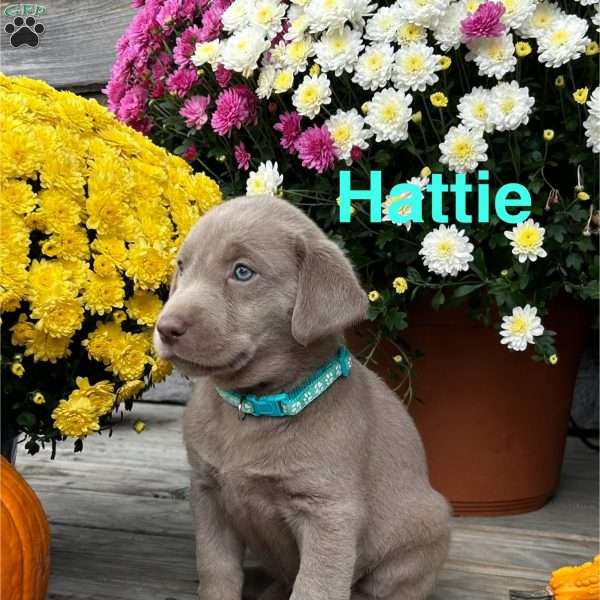 Hattie, Silver Labrador Retriever Puppy